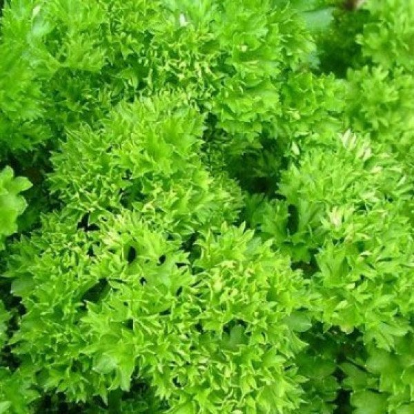 Семена Петрушки кудрявой Мозкраузе /10 г/ *Rijk Zwaan*