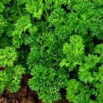 Петрушка кучерява Мозкраузе /50 г/ *Rijk Zwaan*