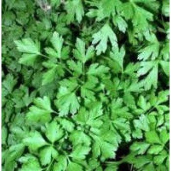 Петрушка листовая Фелиция /10 г/ *Rijk Zwaan*