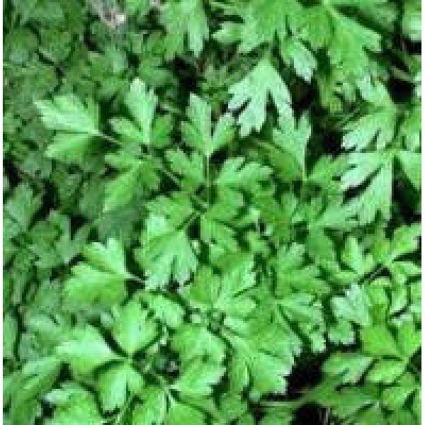 Семена петрушки листовой Фелиция /10 г/ *Rijk Zwaan*