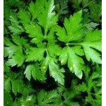 Петрушка листовая Фелиция /50 г/ *Rijk Zwaan*