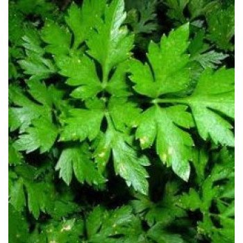 Петрушка листовая Фелиция /50 г/ *Rijk Zwaan*