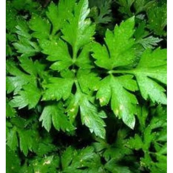 Семена петрушки листовой Фелиция /50 г/ *Rijk Zwaan*