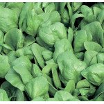 Шпинат Боа /1.000.000 семян/ *Rijk Zwaan*