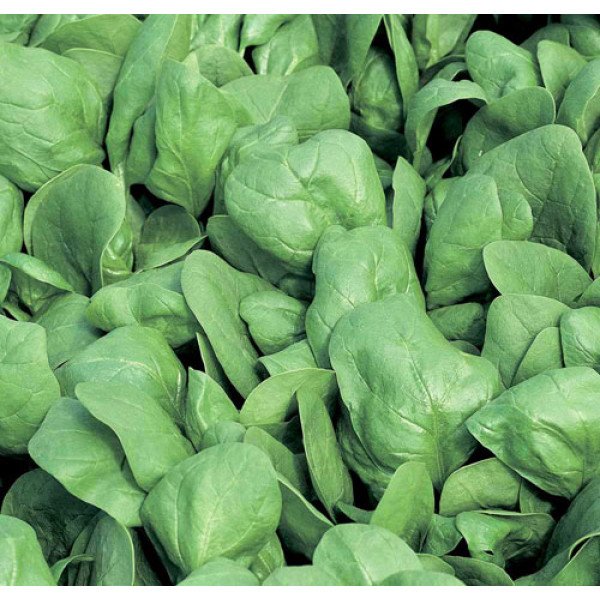 Семена шпината Боа /1.000.000 семян/ *Rijk Zwaan*