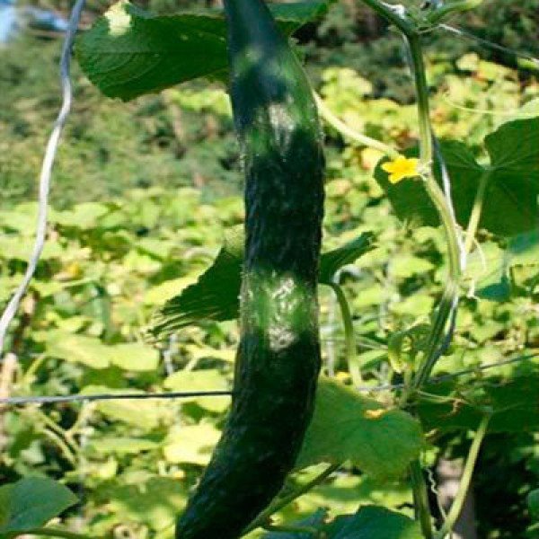 Насіння огірок Данді F1 /100 насінин/ *Rijk Zwaan*