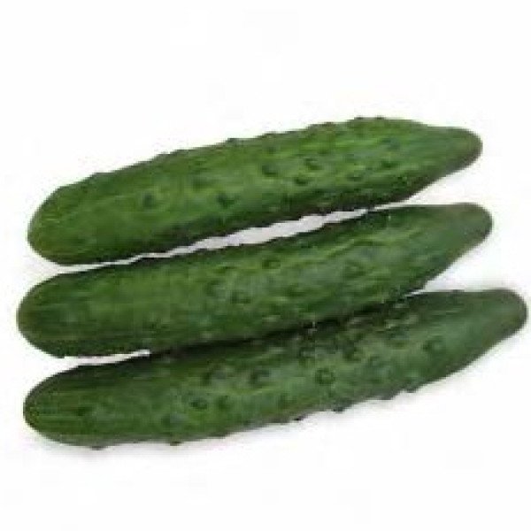 Семена огурца Данди F1 /1.000 семян/ *Rijk Zwaan*