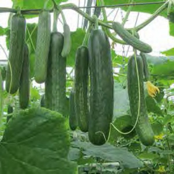 Семена огурца Яни F1 /100 семян/ *Rijk Zwaan*