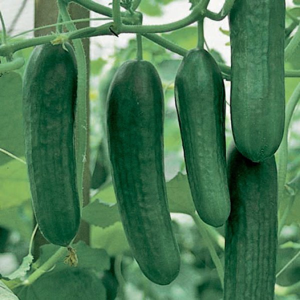 Семена огурца Яни F1 /1.000 семян/ *Rijk Zwaan*