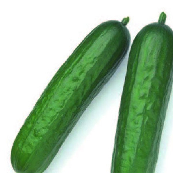 Семена огурца Мертус F1 /100 семян/ *Rijk Zwaan*