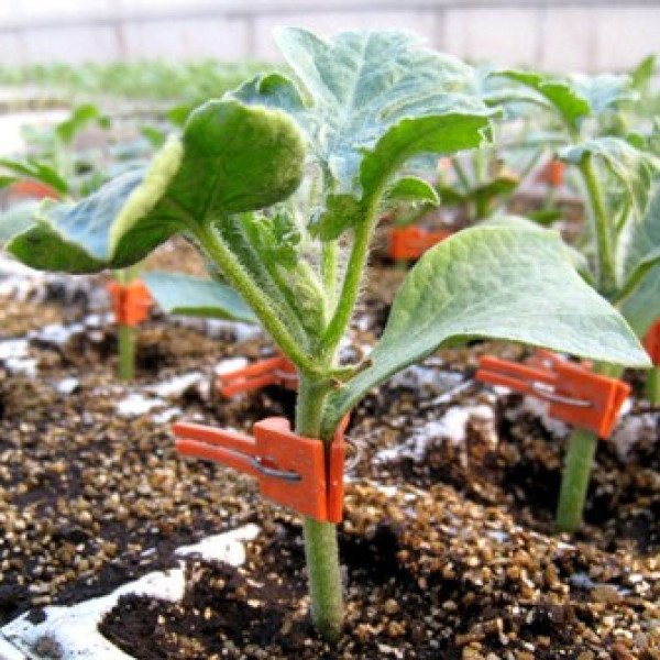 Підщепа для огірків Ферро F1 /1.000 насінин/ *Rijk Zwaan*