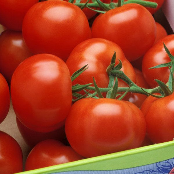 Семена томата Абелус F1 /1.000 семян/ *Rijk Zwaan*