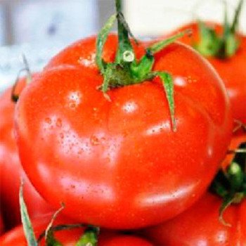 Томат Айвенго F1 /100 семян/ *Rijk Zwaan*