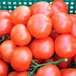 Томат Логур F1 /1.000 насінин/ *Rijk Zwaan*