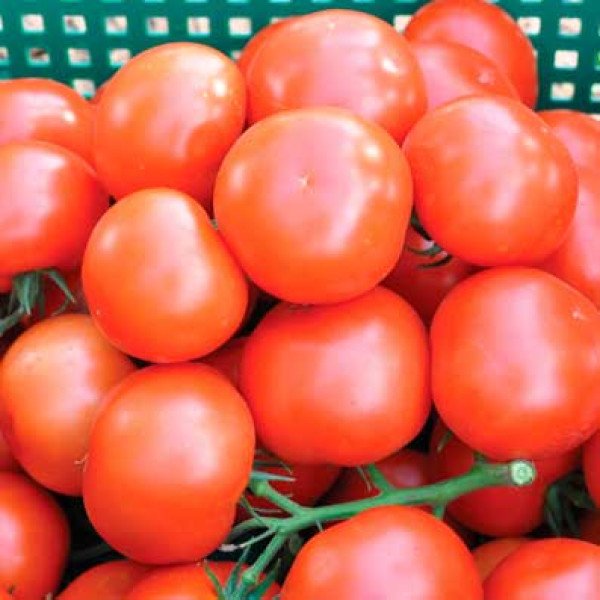 Семена томата Логур F1 /1.000 семян/ *Rijk Zwaan*