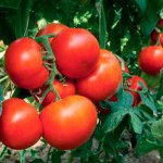 Томат Кларабела F1 /100 насіння/ *Rijk Zwaan*