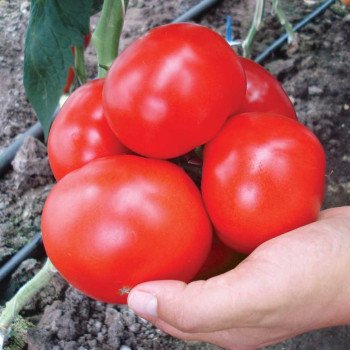 Томат Кларабелла F1 /1.000 семян/ *Rijk Zwaan*