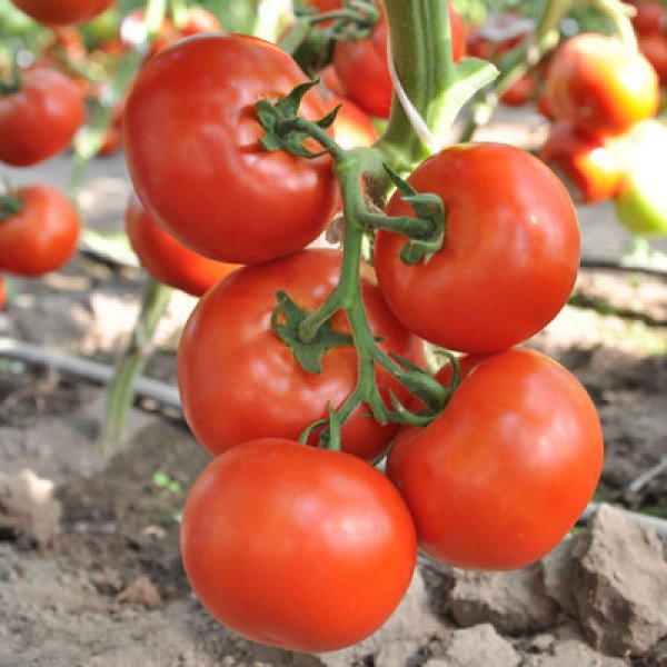 Насіння томату Чинто F1 /1.000 насінин/ *Rijk Zwaan*