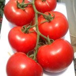 Томат Махитос F1 /1.000 семян/ *Rijk Zwaan*