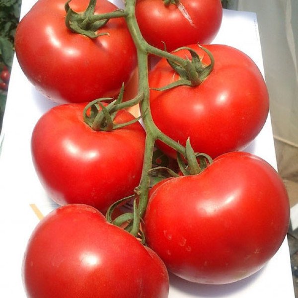 Семена томата Махитос F1 /1.000 семян/ *Rijk Zwaan*