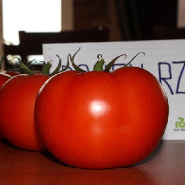 Семена томата Дофу F1 /100 семян/ *Rijk Zwaan*