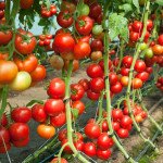 Томат Дофу F1 /1.000 семян/ *Rijk Zwaan*