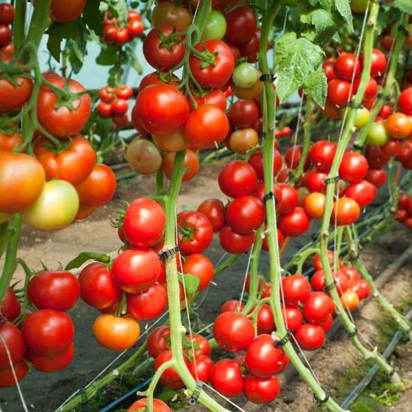 Насіння томату Дофу F1 /1.000 насінин/ *Rijk Zwaan*