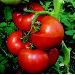 Томат Аттия F1 /100 семян/ *Rijk Zwaan*
