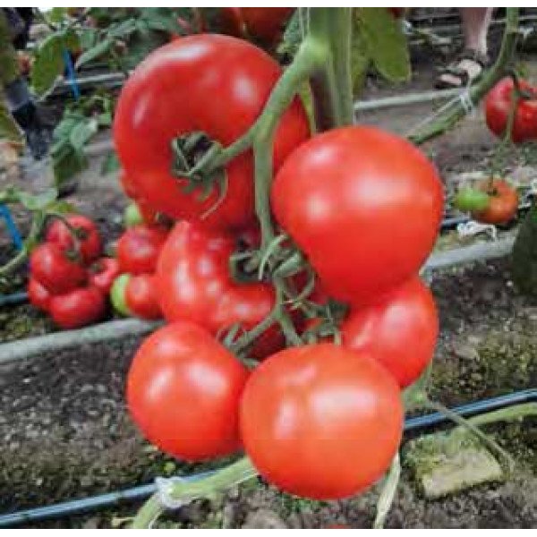 Насіння томату Аттія F1 /1.000 насінин/ *Rijk Zwaan*