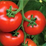 Томат Аламіна F1 /1000 насінин/ *Rijk Zwaan*