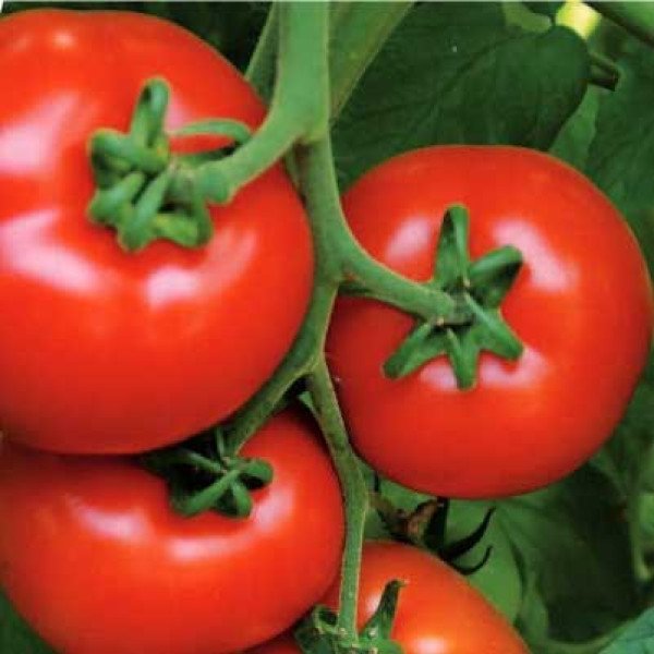 Насіння томату Аламіна F1 /1000 насінин/ *Rijk Zwaan*