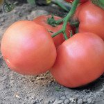 Томат Эсмира F1 /100 семян/ *Rijk Zwaan*