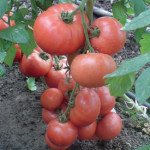 Томат Эсмира F1 /1.000 семян/ *Rijk Zwaan*