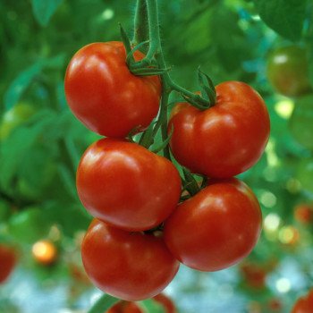 Томат Камри F1 /1.000 семян/ *Rijk Zwaan*