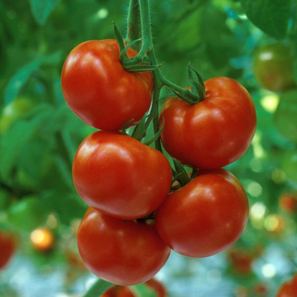 Насіння томату Камрі F1 /1.000 насінин/ *Rijk Zwaan*