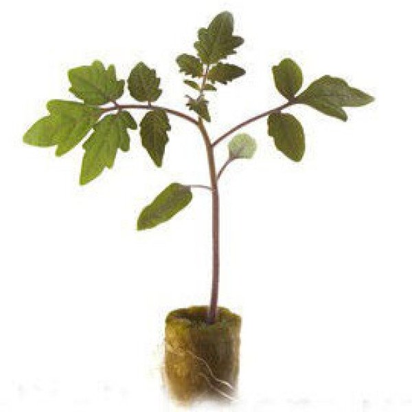 Підщепа для томатів Емперадор F1 /1.000 насінин/ *Rijk Zwaan*