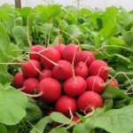 Редис Ирен F1 /50 г/ *Rijk Zwaan*