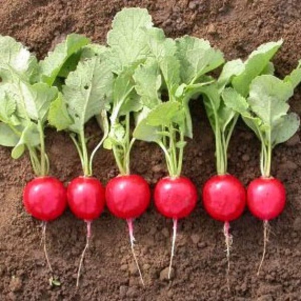 Семена редиса Валери F1 /25.000 семян калибр 2,75-3,00/ *Rijk Zwaan*