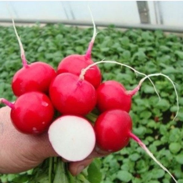 Семена редиса Валери F1 /25.000 семян калибр 3,00-3,25/ *Rijk Zwaan*