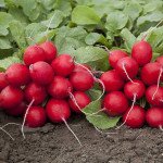 Редиска Мондіал F1 /25.000 насінин калібр 2,25-2,50/ *Rijk Zwaan*