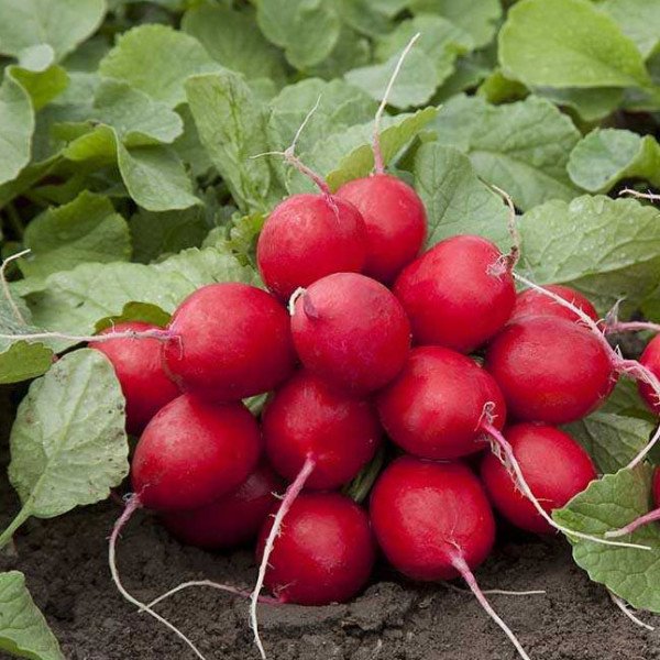 Семена редиса Мондиал F1 /25.000 семян калибр 2,50-2,75/ *Rijk Zwaan*