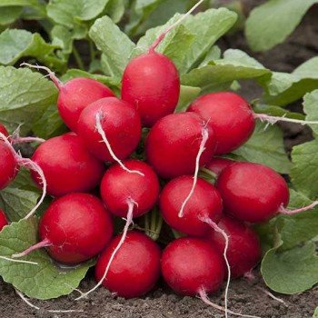 Редис Мондиал F1 /25.000 семян калибр 2,75-3,00/ *Rijk Zwaan*