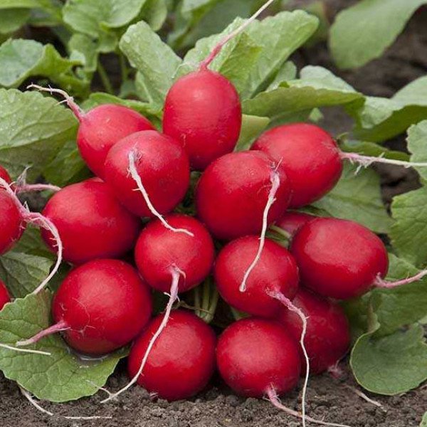 Семена редиса Мондиал F1 /25.000 семян калибр 2,75-3,00/ *Rijk Zwaan*