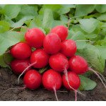 Редис Мондиал F1 /25.000 семян калибр 3,00-3,25/ *Rijk Zwaan*