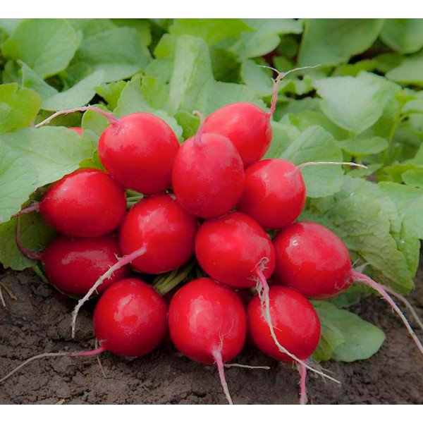 Семена редиса Мондиал F1 /25.000 семян калибр 3,00-3,25/ *Rijk Zwaan*