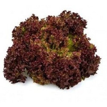 Салат Вилбур /1.000 семян драже/ *Rijk Zwaan*