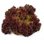 Салат Вилбур /5.000 семян драже/ *Rijk Zwaan*