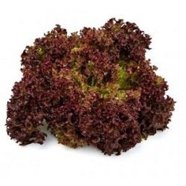 Семена салата Вилбур /5.000 семян драже/ *Rijk Zwaan*