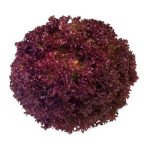 Салат Конкорд /1.000 насінин/ *Rijk Zwaan*