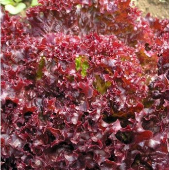 Салат Нейшн /1.000 семян драже/ *Rijk Zwaan*